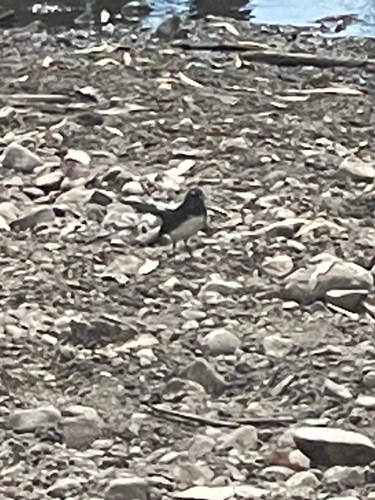 Willie Wagtail