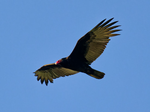 Vulture