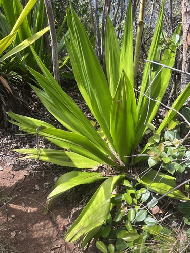 Furcraea foetida observed 2026-02-27