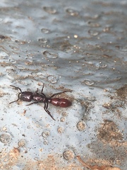 Plectroctena subterranea