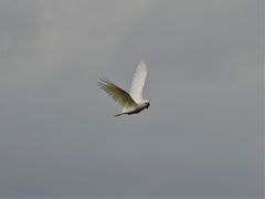 Cacatua galerita galerita