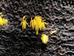Mucronella flava