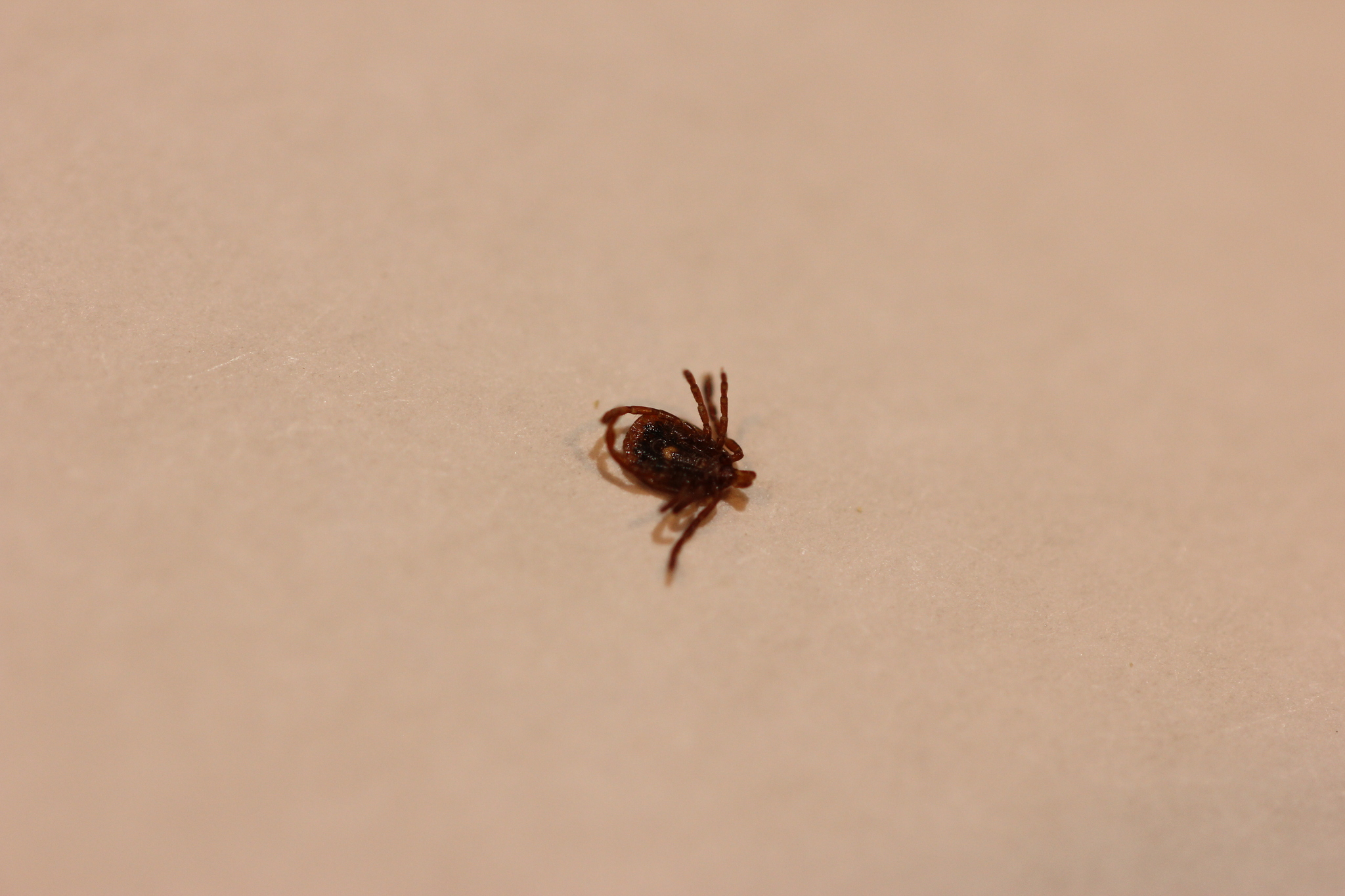 Amblyomma americanum Linnaeus, 1758
