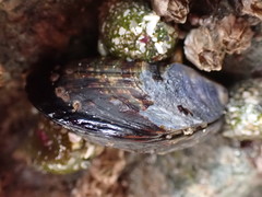 Solidobalanus hesperius