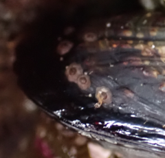 Solidobalanus hesperius