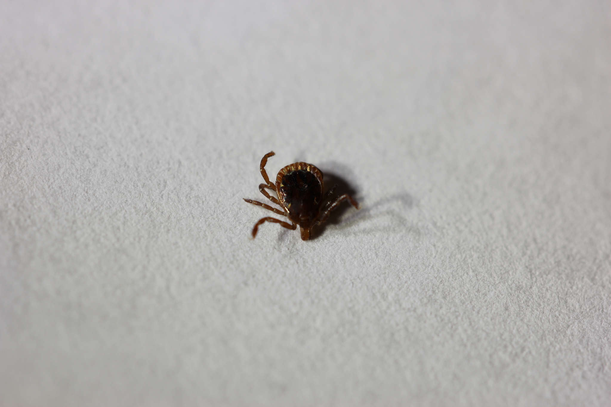 Amblyomma americanum Linnaeus, 1758