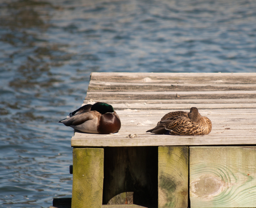 iNaturalist observation 2026-02-28