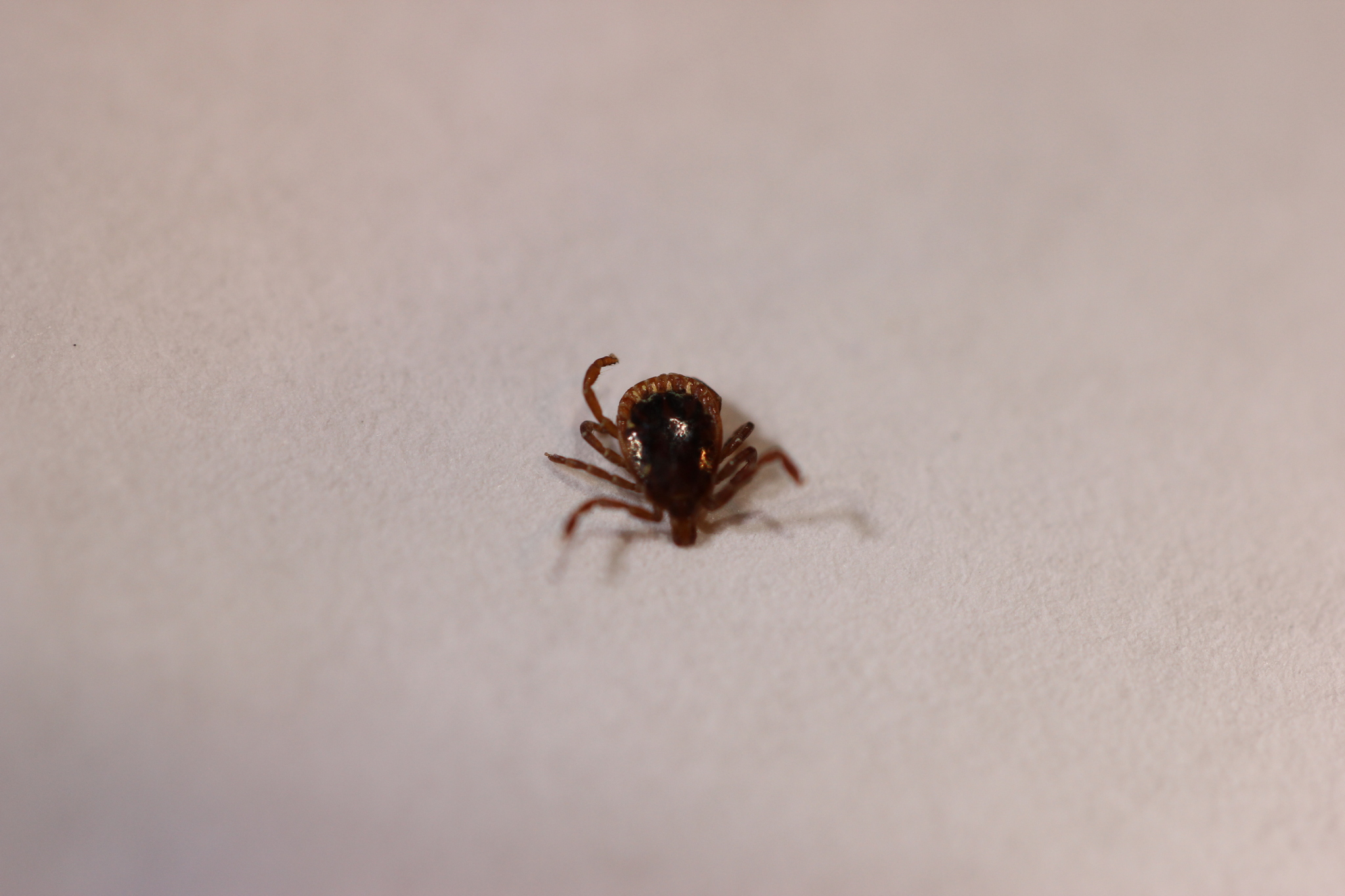 Amblyomma americanum Linnaeus, 1758