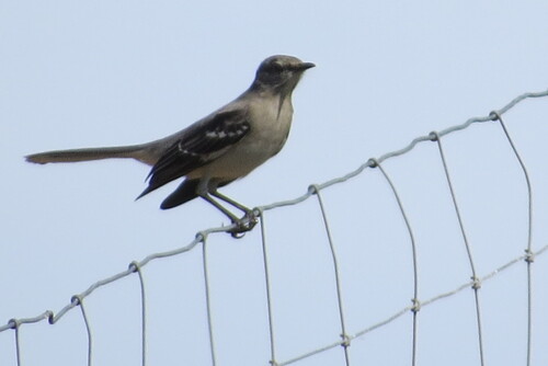 Northern Mockingbird