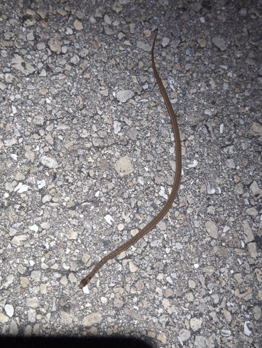 Florida Brownsnake