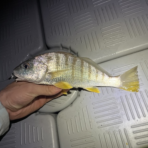 Striped drum (Umbrina broussonnetii) — Sciaenidae — 4