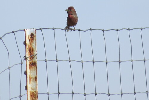 House Finch