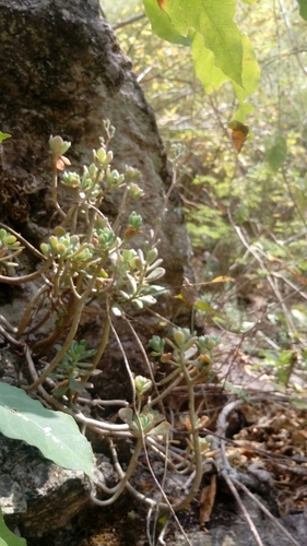 Graptopetalum fruticosum