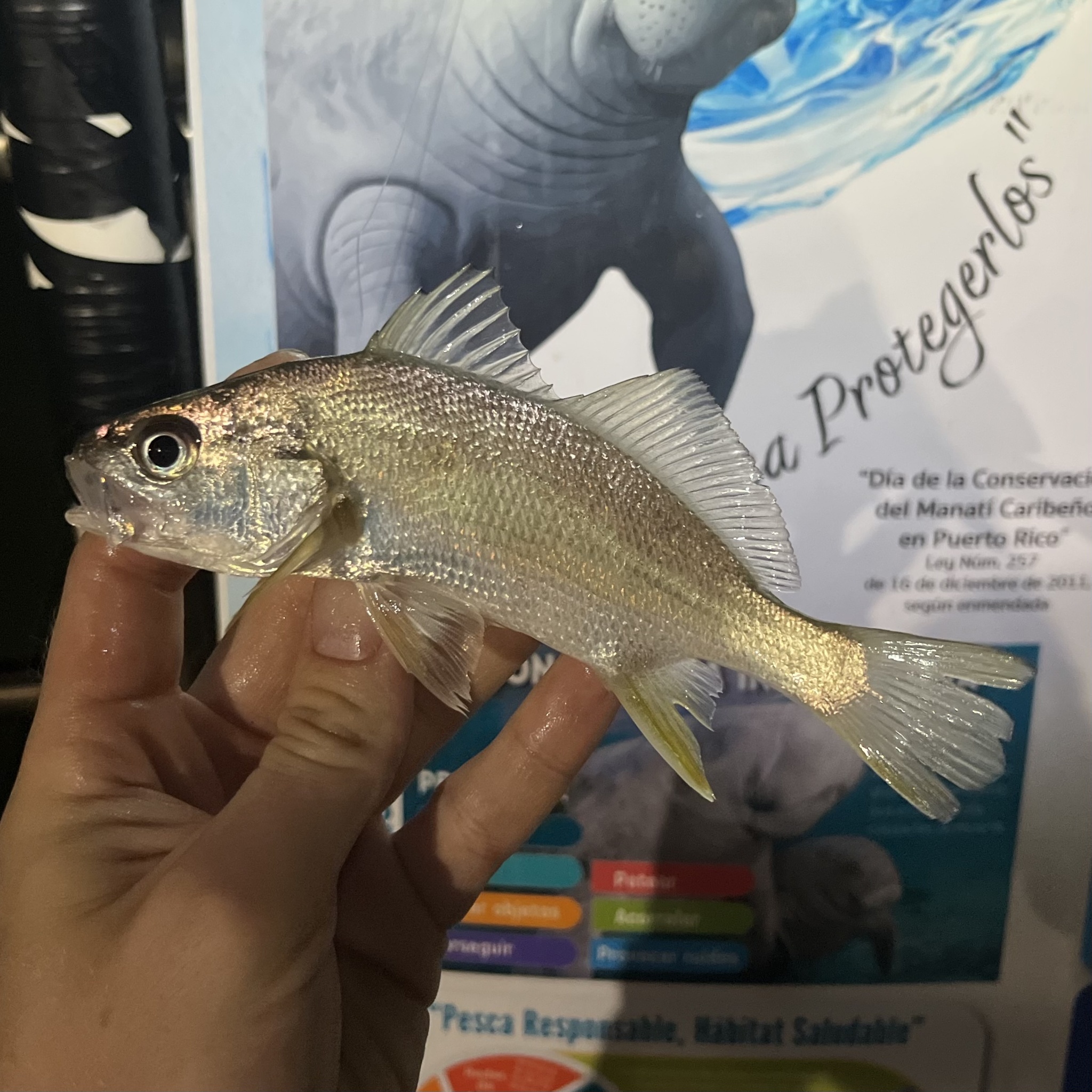 Ground Croaker photo 3
