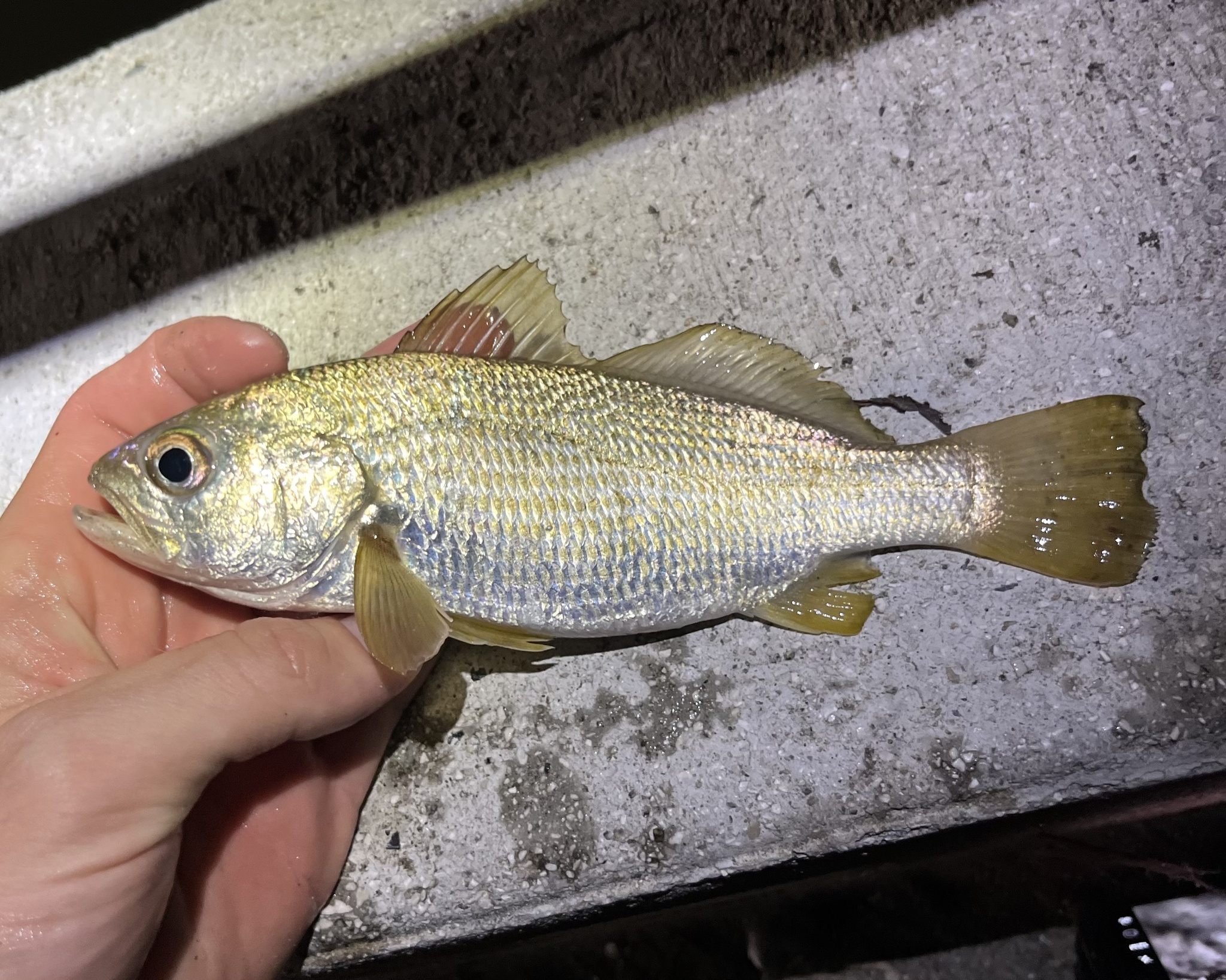 Striped Croaker photo 8