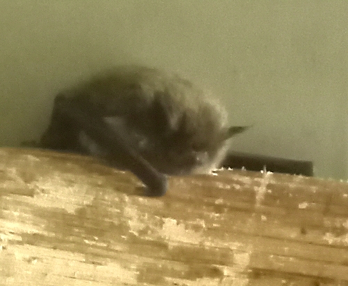 Dinelli's Myotis