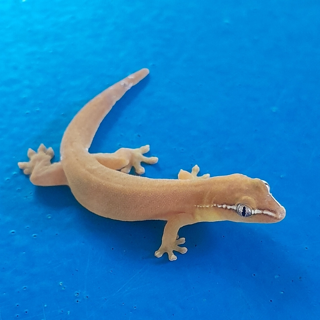 Yellow-Lined Smooth-Scaled Gecko