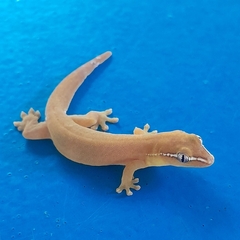 Yellow-Lined Smooth-Scaled Gecko photo 1