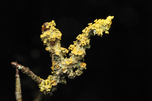 Sieninė geltonkerpė nuotrauka