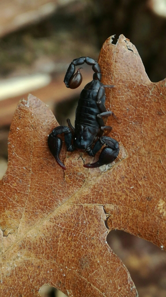 Euscorpius latinus