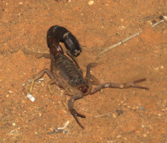 Parabuthus granulatus