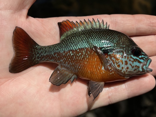Redbreast Sunfish, photo 6 of 8