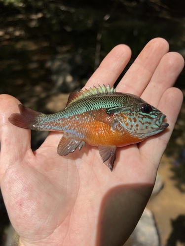 Redbreast Sunfish, photo 7 of 8
