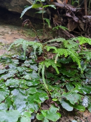 Tectaria zeilanica