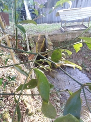Magnoliopsida