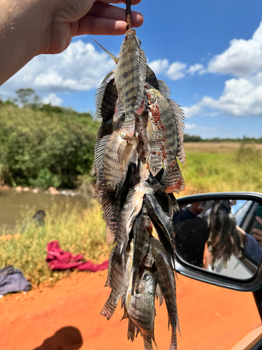 Nile Tilapia