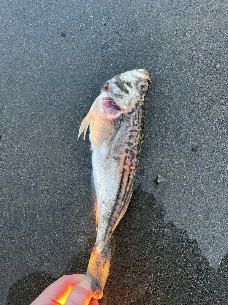 Pacifische zandvis (Trichodon trichodon) — Trichodontidae