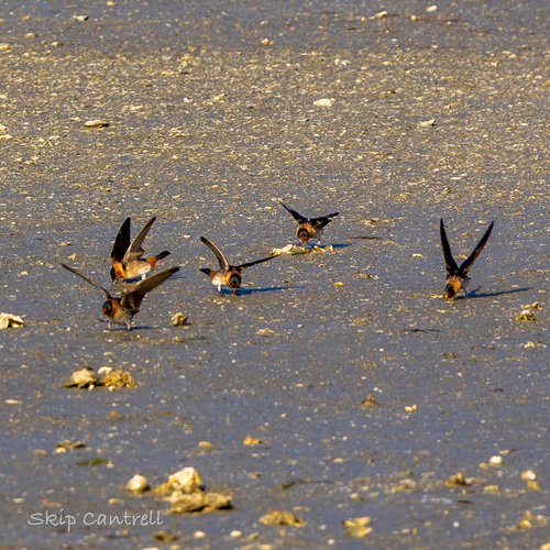Cave Swallow (Petrochelidon fulva), photo 3
