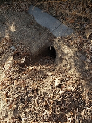 Otospermophilus beecheyi