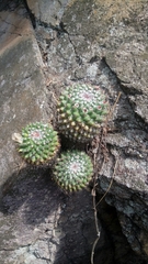 Mammillaria scrippsiana