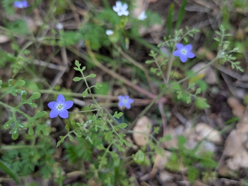 Eastwood's Baby Blue-eyes (Nemophila pulchella)