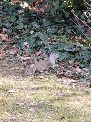 Otospermophilus beecheyi