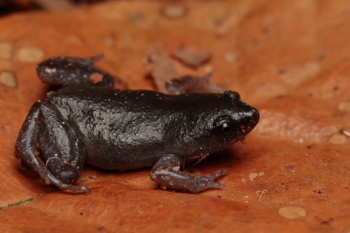 Chiasmocleis alagoana