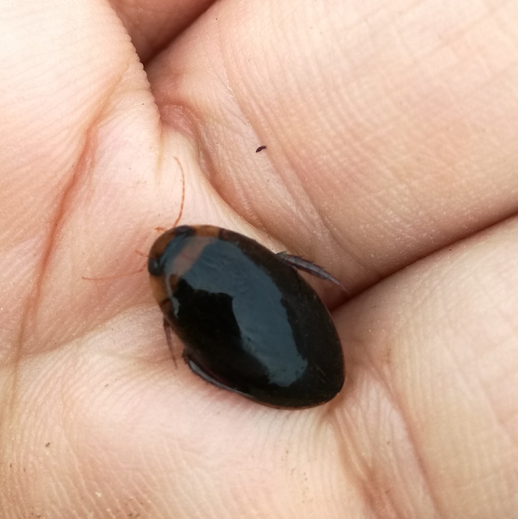 Hydaticus leander