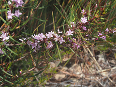 Agathosma pungens