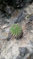 Mammillaria scrippsiana