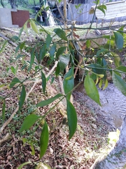 Magnoliopsida