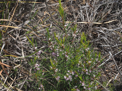 Agathosma pungens
