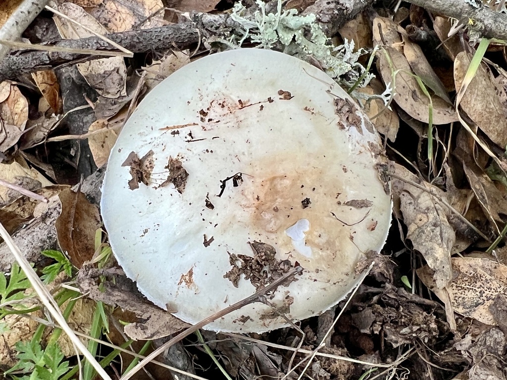 Amanita ocreata · February 2026 · photo: © connorology (iNaturalist, cc-by-sa)