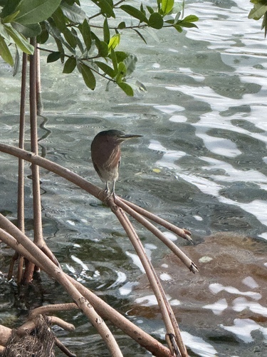 Green Heron