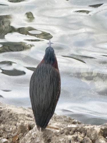 Green Heron