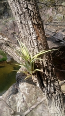 Tillandsia achyrostachys
