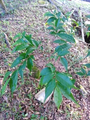 Magnoliopsida