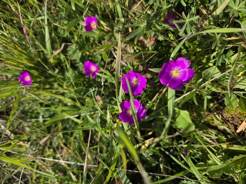 iNaturalist observation photo of redmaids