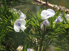 Psoralea kougaensis
