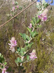 Indigofera superba